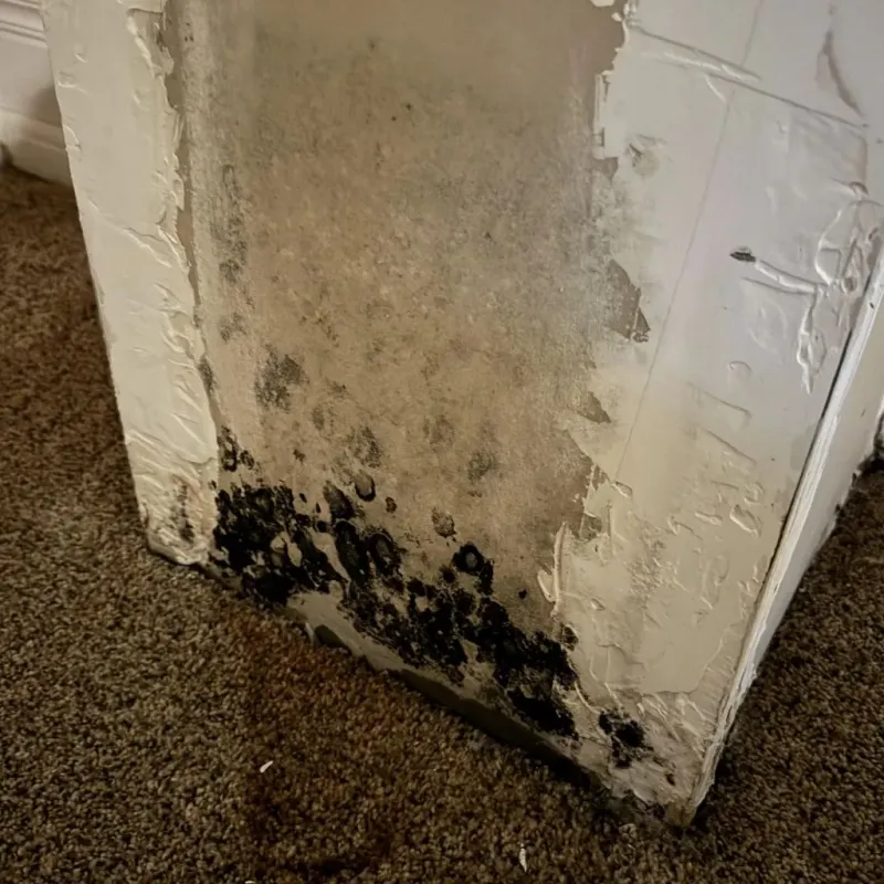 Professional Mold Removal in Montgomery County, GA